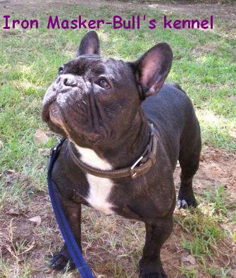 Iron Masker-Bull's  Francia Bulldog kennel